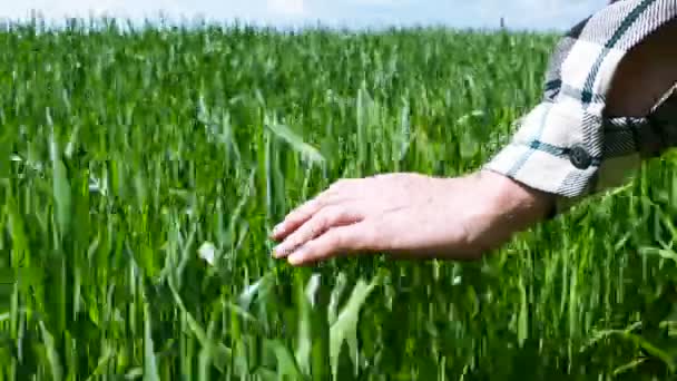 4k. Férfi farmer a zöld mezőben keze. — Stock videók
