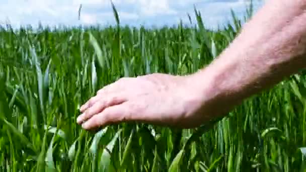 4K .Hand человека фермер в зеленом поле . — стоковое видео