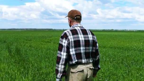 4k. Volwassen man boer gaan op groene veld. Blauwe hemel met wolken — Stockvideo