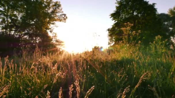 4K .Meadow em madeira com grama ao sol. Disparo firme, visão animal — Vídeo de Stock