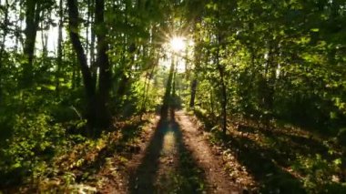  4k. Güneş ışınları ile ahşap. Gerçek zamanlı steady shot. 