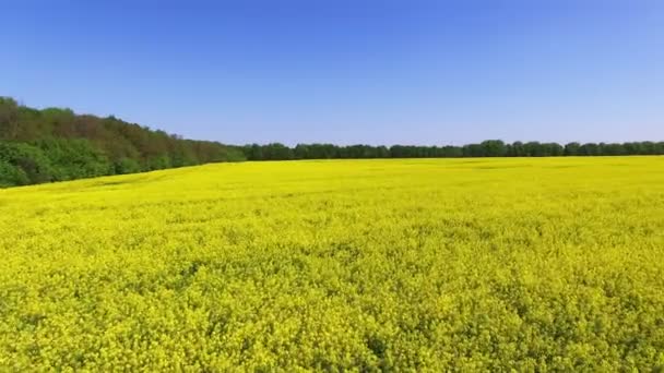 4K Aerial. Vola sopra il campo giallo in estate, bassa altezza, mosca laterale — Video Stock