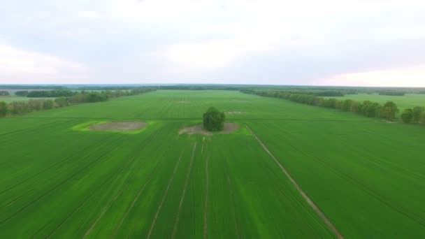 Aérea 4K. Volar sobre el campo agrícola verde con solo árbol — Vídeos de Stock