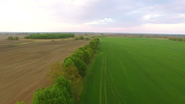 4K Aerial. Volare su un campo agricolo verde con alberi — Video Stock