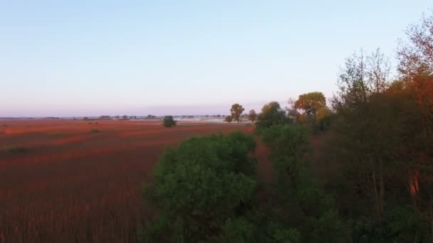 Aérea 4K. Mañana volar sobre el campo verde con la luz del sol roja — Vídeos de Stock