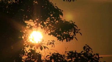 Gün batımı veya gündoğumu ve ve koyu ağaç dalları ile kırmızı güneş gök. Zaman atlamalı