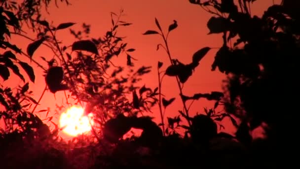 Закат или восход солнца и темные стебли травы с красным солнцем  . — стоковое видео
