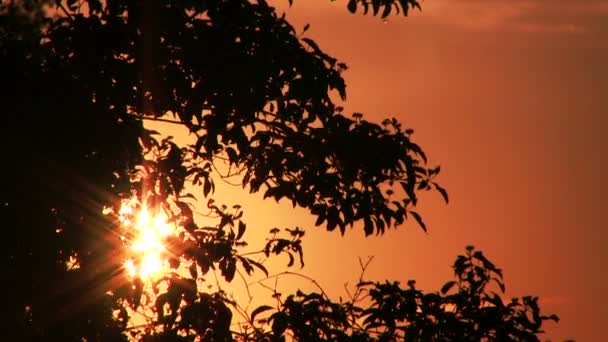 Pôr do sol ou nascer do sol e ramos de árvores escuras com céu vermelho sol . — Vídeo de Stock