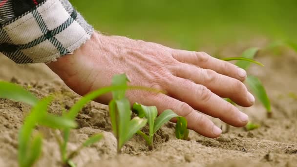 Movimento lento. Mão do agricultor sobre o broto agrícola verde — Vídeo de Stock