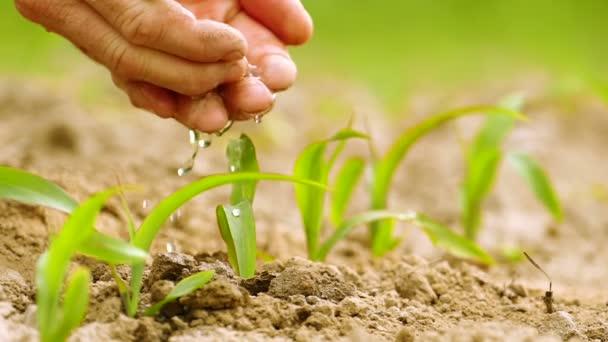 Movimento lento. Mãos de agricultor regado broto verde agrícola verde — Vídeo de Stock