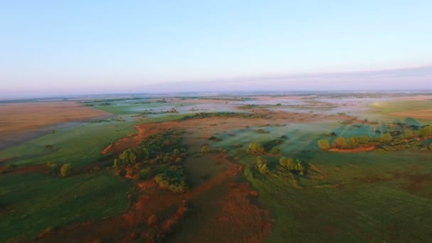 4K Aerial. Pagi terbang di atas lapangan dengan pohon-pohon bayangan — Stok Video