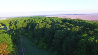 4k hava. Yeşil ağaç uçmak 