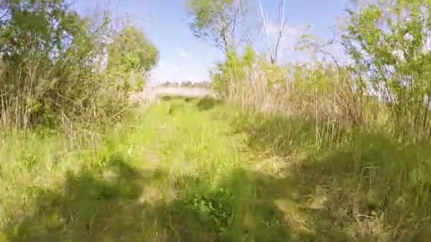 Carro vai na estrada rural de verão com grama. Clipe POV — Vídeo de Stock