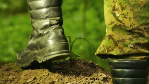 Zeitlupe. Palmen von Bauern gegossen grünen Sprossen vor grünem Hintergrund — Stockvideo