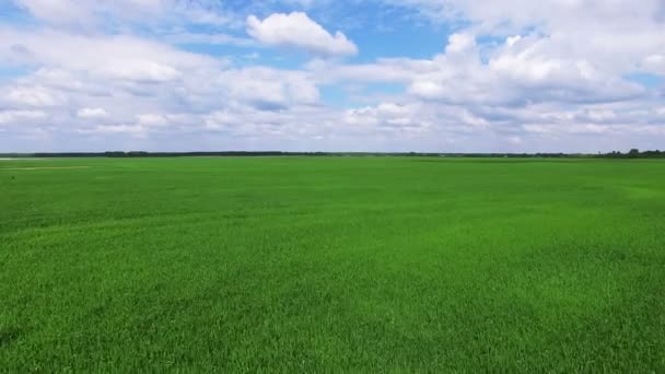 4K .Aerial. Fly over  green agricultural field in beautiful summer day — Stock Video