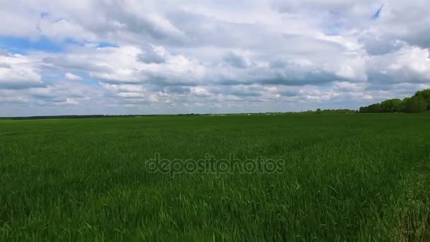 4k. Antény. Letět nad zelenou zemědělskou letní pole. Farmář tým — Stock video