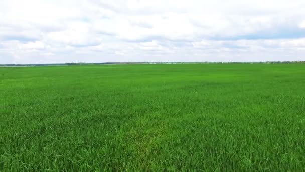 4K, Aérien. Volez latéralement au-dessus des champs verts d'été agricoles. Équipe d'agriculteurs  