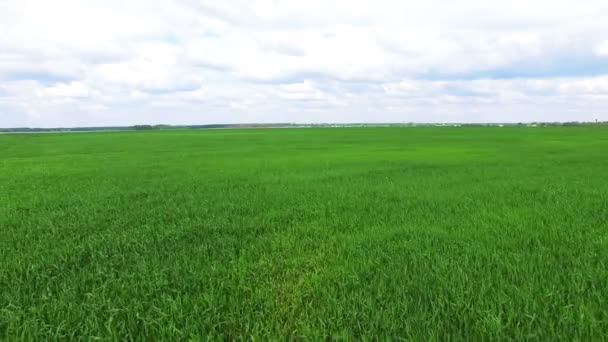 4k. Antenowe. Boczne latać nad polami zielone lato rolnych. Rolnik zespołu — Wideo stockowe