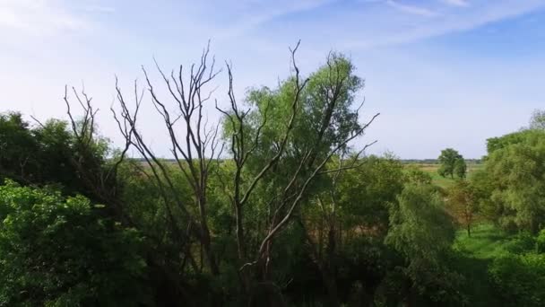 4K Aerial. Survolez le bois avec un arbre sec. Arrière .