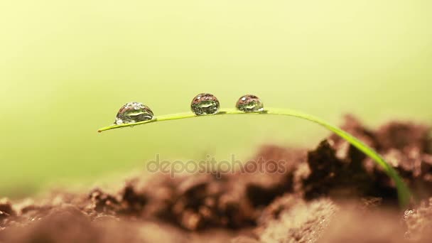 Hierba sola con algunas gotas de rocío sobre el fondo en verde. Macro — Vídeos de Stock