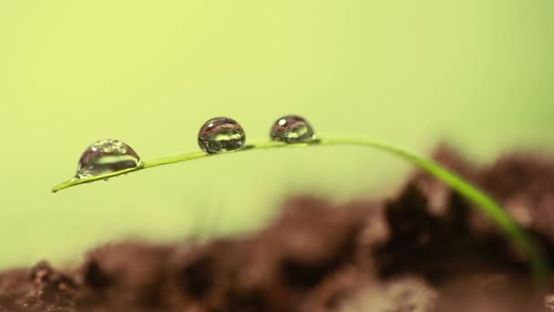 Hierba sola con alguna gota de rocío contra el fondo de luz solar. Macro — Vídeo de stock