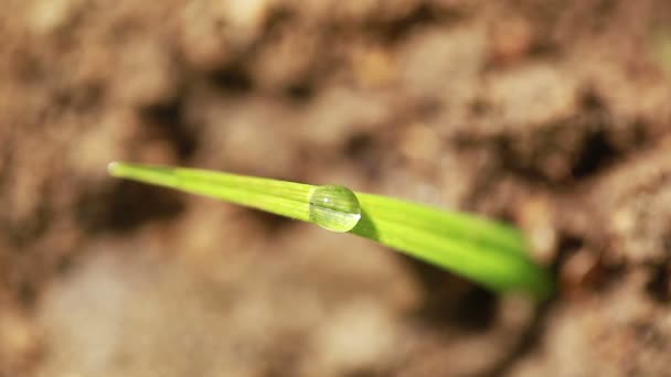 Grass  with one dew drop against sunlight  background. Macro, top view — Stock Video