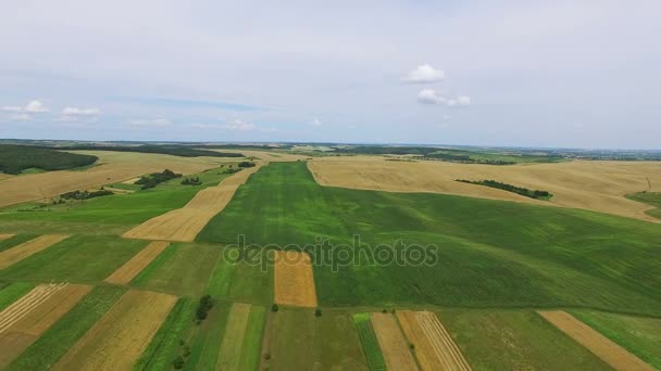 4K. Aerial. Volare su campi agricoli verdi e gialli . — Video Stock