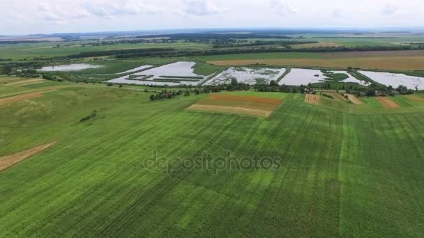 4k. Antény. Zelené a žluté zemědělský pozemek s jezerem v letním období. Venkovská krajina — Stock video