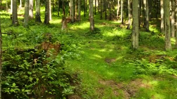  4K. Marcher dans le bois avec de l'herbe verte. Tir stabilisé 