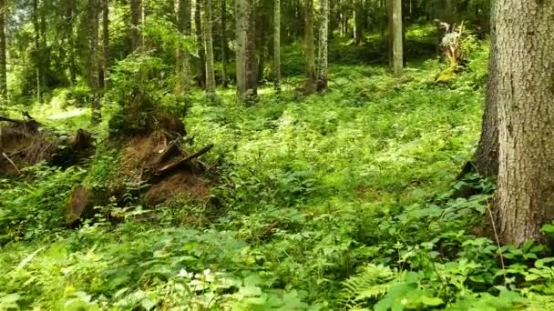   4K. Marcher dans le bois avec de l'herbe verte. Tir stable, mouvement lent 