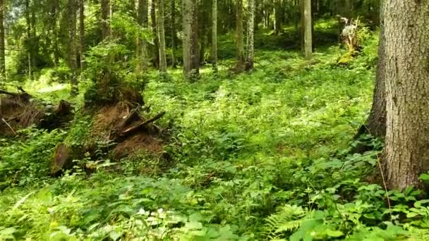 4K. Marcher dans le bois avec de l'herbe verte. Tir stable, mouvement lent — Video