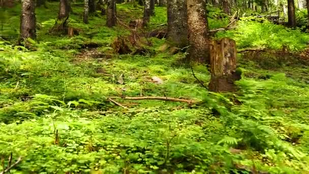 4k. Chodzenie w drewnie z zielonej trawie. Steady shot, zwierząt Zobacz — Wideo stockowe