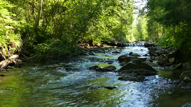 4K. Pequeño río de montaña con piedras y árboles . — Vídeo de stock