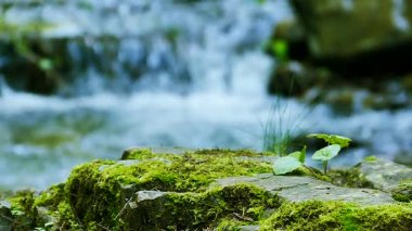 Eski taşlar ve yeşil yosun küçük nehir dağ. Ağır çekim
