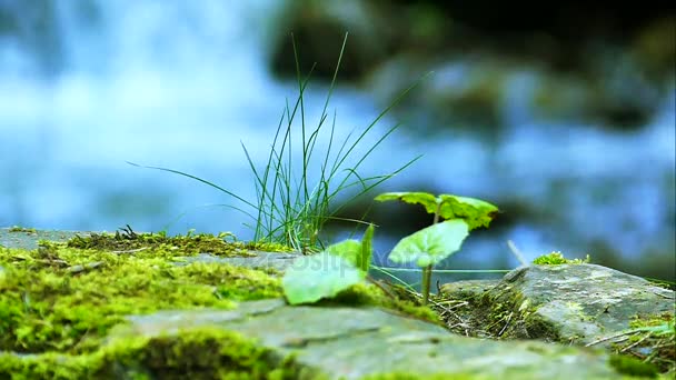 Montaña pequeño río con piedras viejas y musgo verde. Movimiento lento — Vídeos de Stock