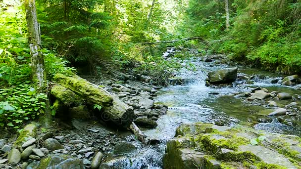 Petite rivière de montagne avec vieille pierre et mousse verte. Mouvement lent 