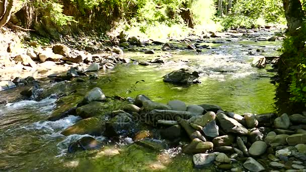 Montaña río pequeño con piedras. Movimiento lento — Vídeo de stock