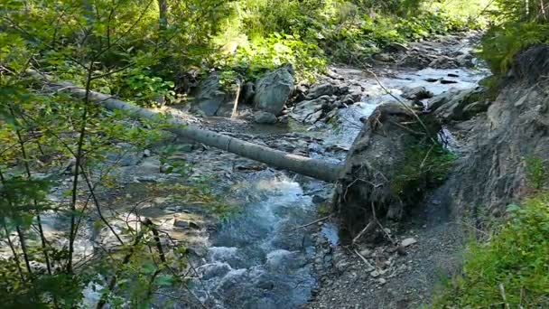 Ruscello di montagna con albero caduto. Rallentatore — Video Stock