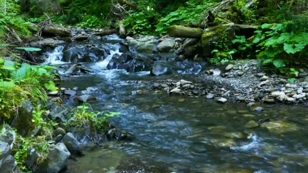 4K. Ruisseau ensoleillé en bois avec pierres et mousse verte . — Video