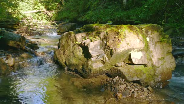 4k. Gebirgsbach in Holz mit großem Stein. — Stockvideo