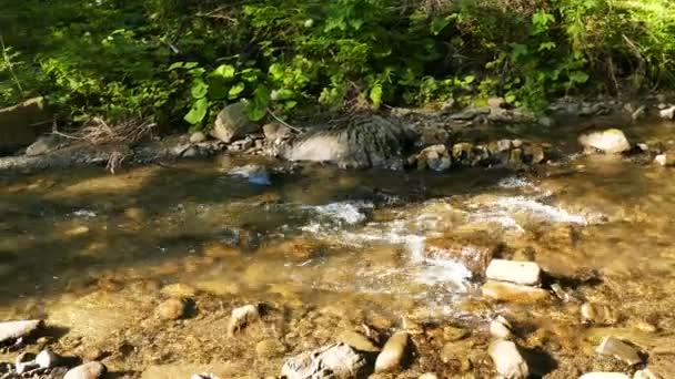 4K.Small Ruisseau de montagne en bois, panorama.Nature — Video