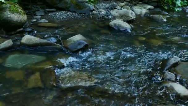 4K.Spring Ruisseau de montagne en bois, panorama. Clip paysage — Video
