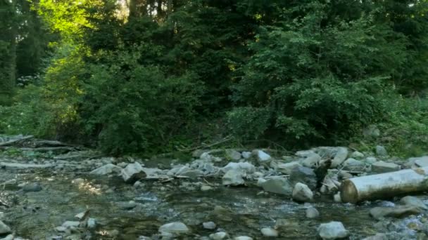 4K.Petit ruisseau de montagne en bois ensoleillé, panorama. Nature — Video
