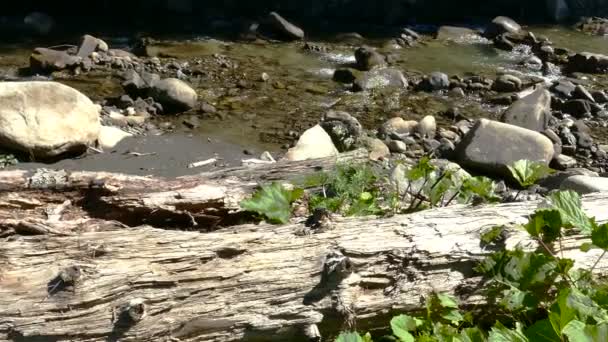 4K.Small Mountain  stream  in  sunny wood with log , panorama. Nature — Stock Video