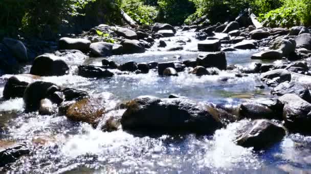 4k. Proud v slunném lese s odrazy slunečního světla. Přírodní krajina — Stock video