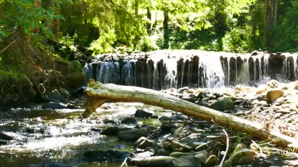 4K. Ruisseau de montagne en bois avec vieux tronc — Video