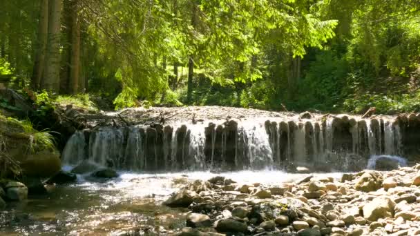 4 k. ρεύμα βουνό σε ξύλο με ηλιοφάνεια. Τοπίο — Αρχείο Βίντεο