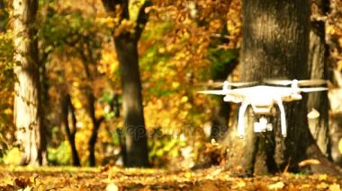 Ağır çekim. Uçak uçan sonbahar yaprakları vida parkta kaldırdı. Yaklaşım