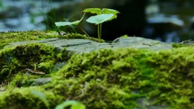 4 k. taş, yeşil yosun kadar yakın ve akış su ahşap. Dolly vurdu