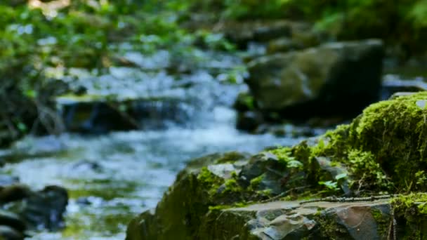 4K. Pierre, mousse verte et eau de ruisseau dans le bois. Dolly shot 